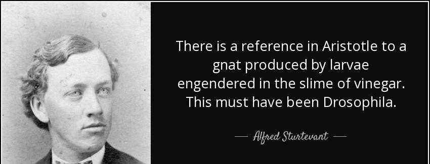 quote there is a reference in aristotle to a gnat produced by larvae engendered in the slime alfred sturtevant Quotes