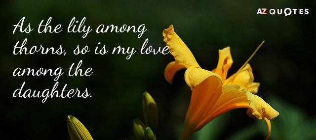 Quotation Solomon Ibn Gabirol As the lily among thorns so is my love among Quotes