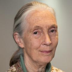 Jane Goodall quotes