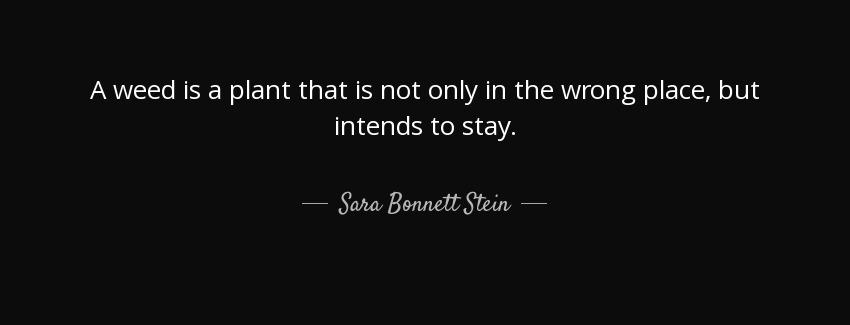 quote a weed is a plant that is not only in the wrong place but intends to stay sara bonnett stein Quotes