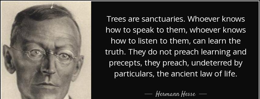 quote trees are sanctuaries whoever knows how to speak to them whoever knows how to listen hermann hesse Quotes