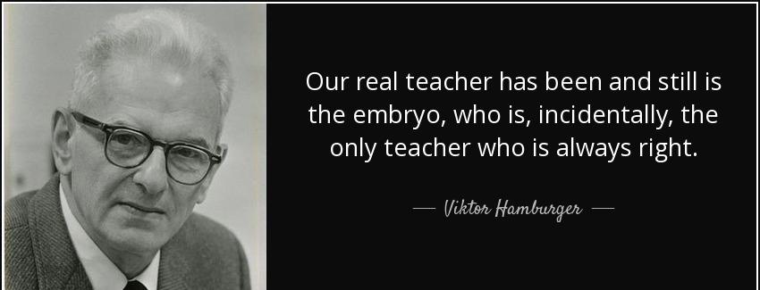 quote our real teacher has been and still is the embryo who is incidentally the only teacher viktor hamburger Quotes