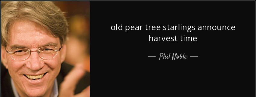 quote old pear tree starlings announce harvest time phil noble Quotes