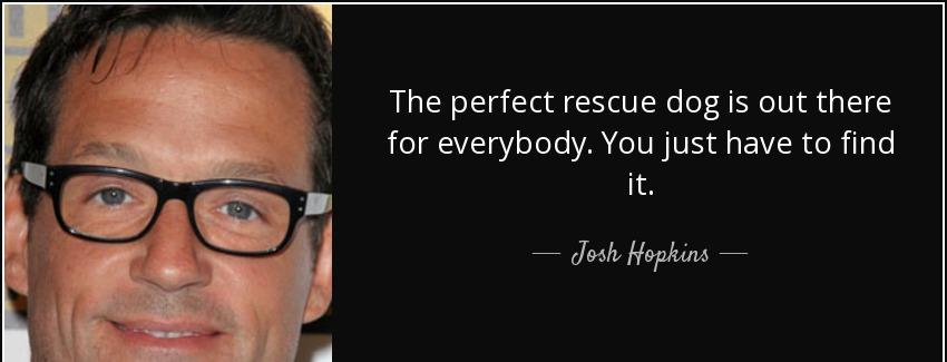 quote the perfect rescue dog is out there for everybody you just have to find it josh hopkins Quotes