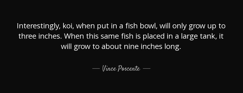 quote interestingly koi when put in a fish bowl will only grow up to three inches when this vince poscente Quotes