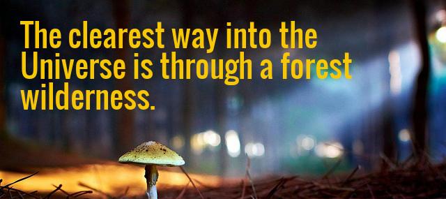 Quotation John Muir The clearest way into the Universe is through a forest Quotes