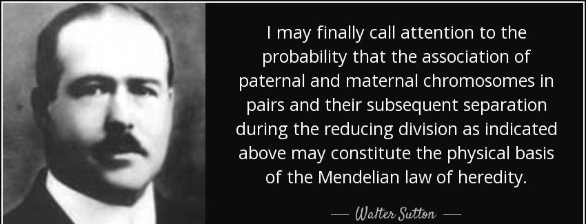 quote i may finally call attention to the probability that the association of paternal and walter sutton Quotes