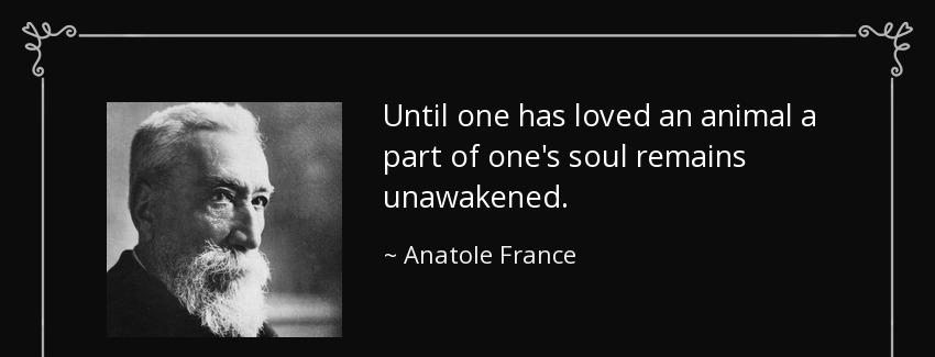 quote until one has loved an animal a part of one s soul remains unawakened anatole france Quotes