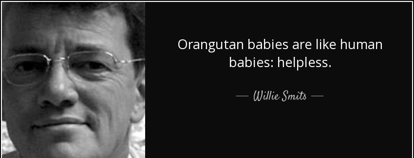 quote orangutan babies are like human babies helpless willie smits Quotes
