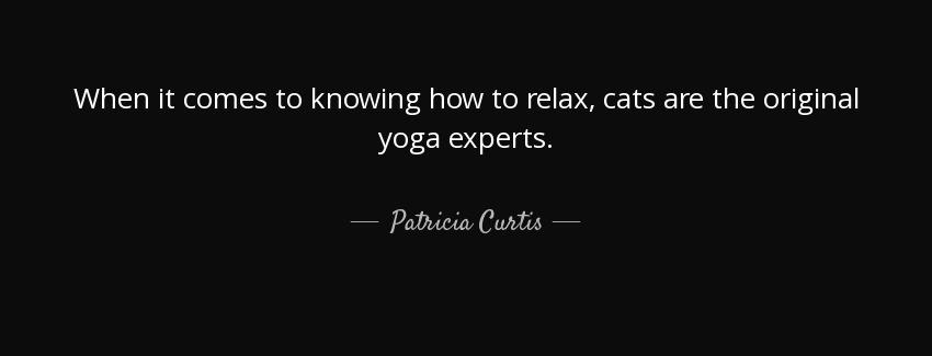quote when it comes to knowing how to relax cats are the original yoga experts patricia curtis Quotes