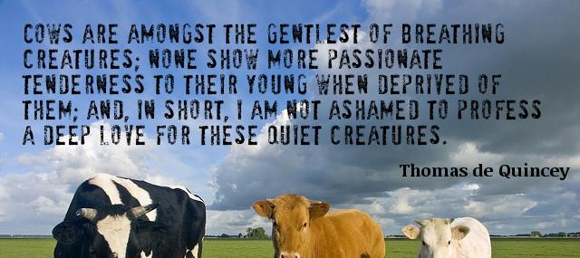 Quotation Thomas de Quincey Cows are amongst the gentlest of breathing creatures none show Quotes
